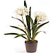 Napa Home and Garden 23" Artificial Agapanthus Drop In Plant, Front