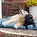 Carolina Pet Company Plaid Shebang Indoor Outdoor Dog Bed, alternative image
