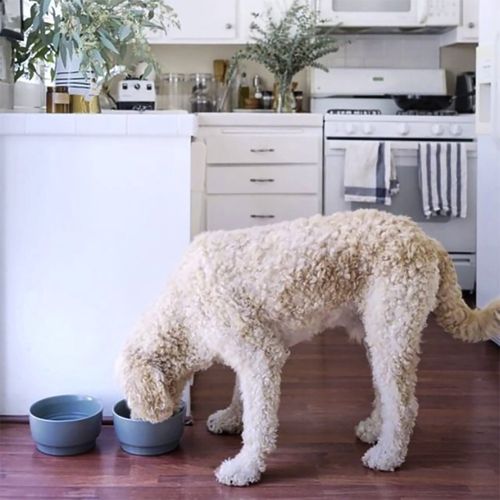 Waggo Simple Solid Dog Bowl Stand - White