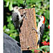 Birds Choice Spreadable Suet Bird Feeder for Woodpeckers, alternative image