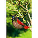 Evergreen Cardinal Shape Metal Bird Feeder, alternative image