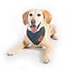 Carolina Pet Company Pendleton Pet Plaid Dog Bandana, alternative image