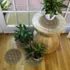 Matterly Waterblock 12" Round Flower of Life Plant Trivet - Set of 4, alternative image